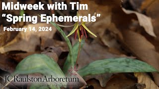 Midweek with Tim  quotSpring Ephemeralsquot [upl. by Ahsitneuq]