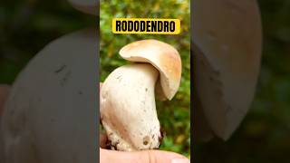 IL SEGRETO DI ANGELOPorcini2024mushroom fungi porcini boletus hribi gliveborowiki [upl. by Ioj]