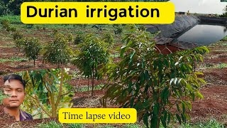 New spraying micro sprinklersystem for durian tree irrigation [upl. by Ytineres156]