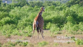 Giraffe gives birth at YO Ranch Headquarters in April 2019 [upl. by Dominik907]