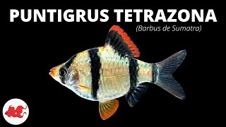 Barbus de Sumatra  Puntigrus tetrazona ✔ [upl. by Atinav]