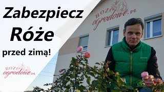 Jak zabezpieczyć róże w ogrodzie przed zimą [upl. by Yousuf876]