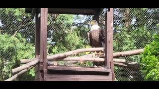 Cleveland Metroparks Zoo Bald Eagle 🦅 [upl. by Adnwahsal185]