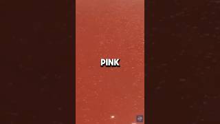 Discover Lake Hillier Australias Enchanting Pink Lake Phenomenon shorts [upl. by Stoneham]