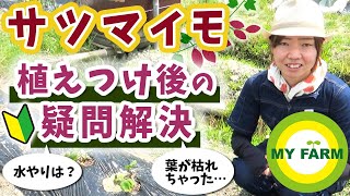 【サツマイモ栽培】苗を植えたあとの水やりは？枯れてるけど大丈夫？│かっちゃんの有機栽培ｺｰｻﾞ [upl. by Anoif]