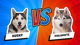 Siberian Husky vs Alaskan Malamute Whats the Difference Dog vs Dog [upl. by Ulrica]