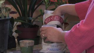 Gardening Caring for Plants  How to Grow Grass Seed in a Clay Pot [upl. by Swec]