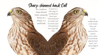 Sharp Shinned Hawk Call  Sharp Shinned Hawk Sounds  Chicken Hawk Call [upl. by Pearla]