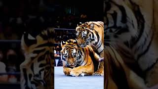 Two tigers are fighting [upl. by Sikram]