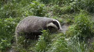 Badger Sound  Badger Voice Real Animal Sounds [upl. by Nytsrik]