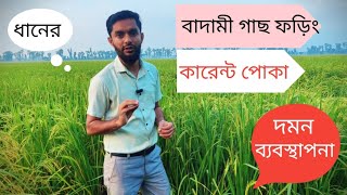 রোপ আমন ধানের Bph Brow planthopper বাদামী গাছ ফড়িং কারেন্ট পোকা ও তার দমন ব্যবস্থাপনা। [upl. by Bettine629]