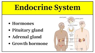 Endocrine System Anatomy And Physiology In Urdu  Types Of Hormones And Their Functions In Hindi [upl. by Llenna]