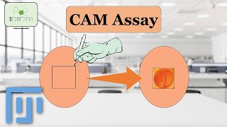 ImageJ Tutorial Analyzing CAM chorioallantoic membrane assay Assay for Angiogenesis Research [upl. by Ahsiele447]