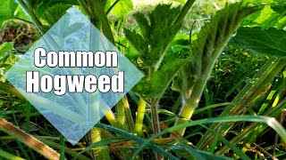 Common hogweed identification [upl. by Stedman]