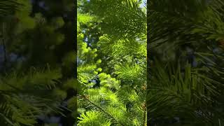 abejas abejitas apicultura apiculture miel biobio chile florayfauna naturaleza🍃 reels [upl. by Etat]