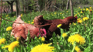 Uova in montagna  allevamento di galline ovaiole ruspanti [upl. by Viridissa]