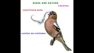 Cantec De Cintezoi pentru Pom Padure Chaffinch Song [upl. by Yvor]