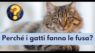 Come mai i gatti fanno le fusa [upl. by Pul]