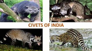 Civets of India 🇮🇳  Mammals  Indian Animals [upl. by Payson]