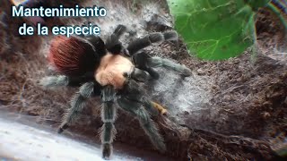 Tarántula Brachypelma albiceps alimentación hábitos y terrario [upl. by Aicek]