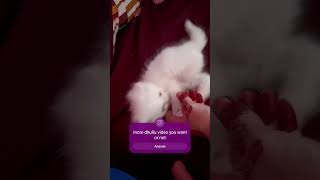 Mr dhullu cuteness unlimited cat catlover raincat pets [upl. by Aradnahc256]