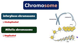 Cytogenetics revision part 1 دمحمود الحسيني [upl. by Kenji352]