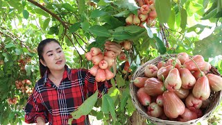 Have you ever made rose apple soup before  Rose apple recipe  Cooking with Sreypov [upl. by Nemraciram]