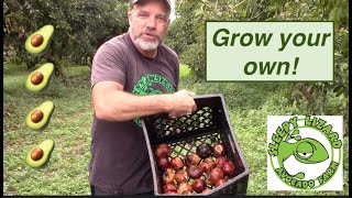 How Do Farmers Grow Avocado Trees [upl. by Stephi]