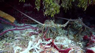 11 Lobsters Scorpion Fish Yucab Reef Cozumel [upl. by Ellenehs86]