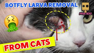 botflybotfly removal from animalsbotfly removal from kittenResue poor kittenbot flybotflies [upl. by Evoy]