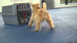 Lakeland Terrier  Bow Go to Your Room Trick  Tricks and Training [upl. by Essiralc]