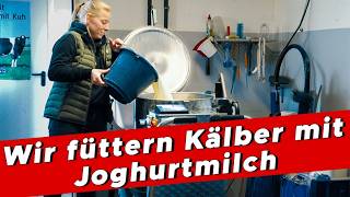 Joghurtmilch – unser Erfolgsrezept für die Kälbergesundheit  My KuhTube Film 932 [upl. by Anat]