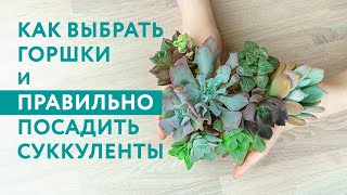 Букет суккулентов по почте как посадить взрослые суккуленты после пересылки сажалкаболталка [upl. by Adnoel]