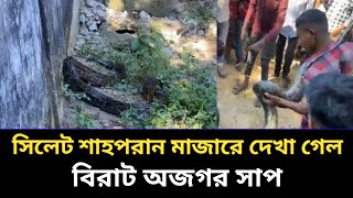 হযরত শাহপরান রহঃ মাজারের পাশে বিরাট অজগর সাপ দেখা গেল  sylhet [upl. by Wendye]