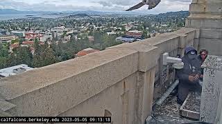 5523 Banding Balcony View [upl. by Georges287]