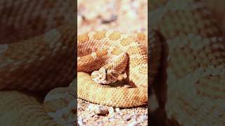 Snuggly Like a SNAKE 🐍 Animal Fact Files facts animals wildlife [upl. by Matthieu]