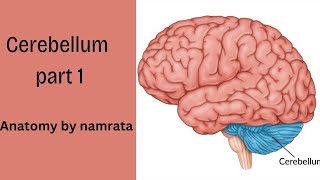 cerebellum part 1 ✨ anatomy by namrata [upl. by Bland]