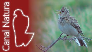 Alondra común Alauda arvensis Eurasian Skylark [upl. by Antoine]