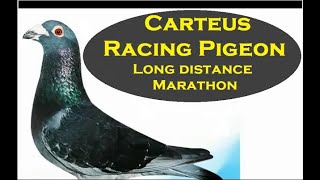 Carteus PigeonsMarathonLong Distance [upl. by Ilujna]