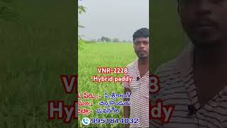 VNR2228 hybrid paddy agriculture [upl. by Llenart11]