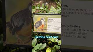 Bleeding heart dove 🕊️ ytshorts short birds travel family exotic heart amusing nature fun [upl. by Ramej]