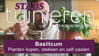 Stadstuinieren  Basilicum kopen zaaien en stekken moestuin [upl. by Gabby]