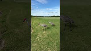 Crane on the golf course golfcourse [upl. by Annaeed457]