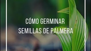 Como Germinar Semillas de Palmeras 🌴🫘 Tutorial 🌴🫘 [upl. by Jennifer608]