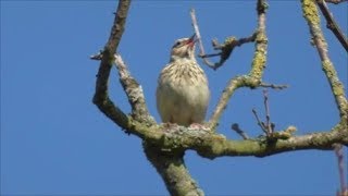 Singing Woodlark [upl. by Maller]