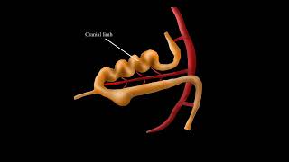 Embryological Rotation of the Midgut [upl. by Lelith91]