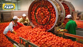 How HUGE Quantities of Tomatoes are Processed  Tomato Harvesting and Tomato Sauce Production [upl. by Eirellav102]