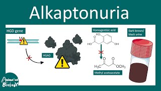 Alkaptonuria  Alkaptonuria Causes Signs and Symptoms Diagnosis  Treatment  Black urine disease [upl. by Sredna]