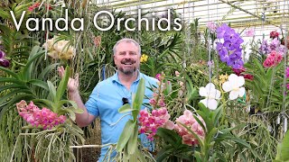 Incredible Vanda Orchids  Care Instructions [upl. by Eugnimod]