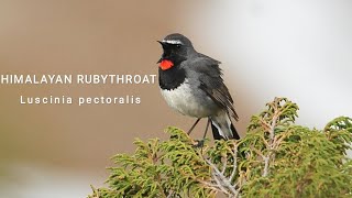 Himalayan Rubythroat 🐦🕊️ wildlife nature youtubeshorts birds [upl. by Vanthe]